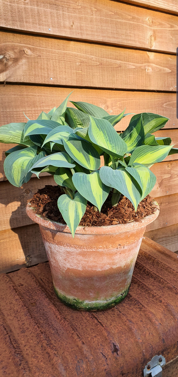 Hosta Dinner Jacket For Sale New Forest Hostas & Hemerocallis