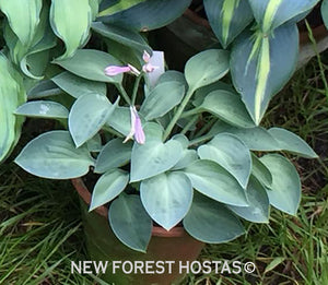 Hosta 'Abiqua Trumpet' - New Forest Hostas & Hemerocallis