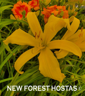 Hemerocallis 'Boney Maroney' - New Forest Hostas & Hemerocallis