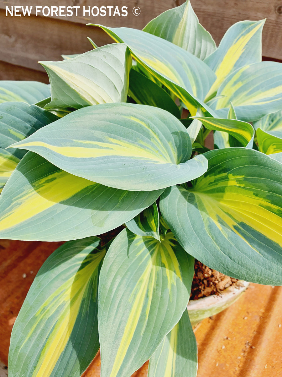 Hosta Magic Island For Sale – New Forest Hostas & Hemerocallis