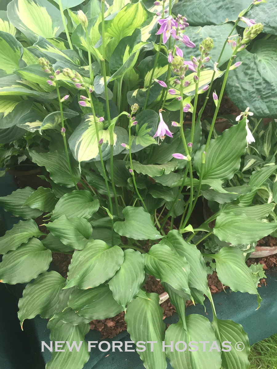 Hosta Purple Sensation For Sale New Forest Hostas & Hemerocallis