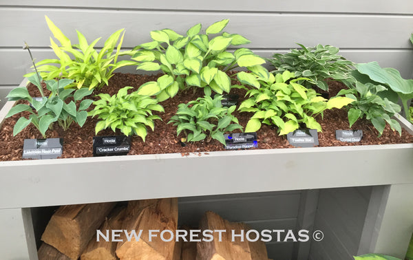 Small & Miniature Hostas
