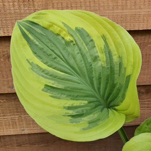 Hostas Currently Available