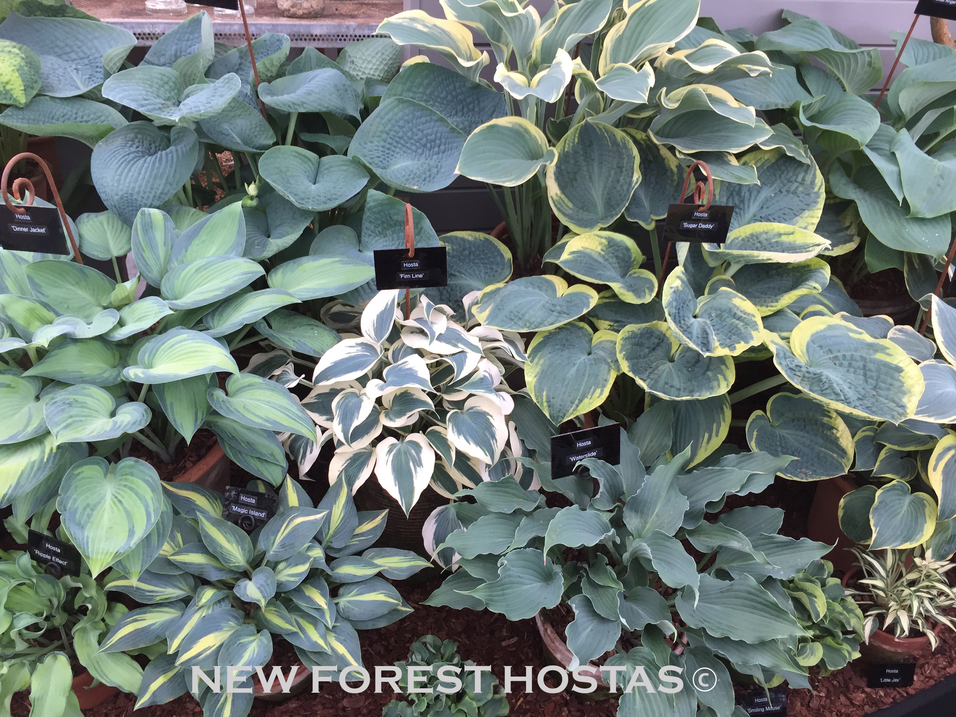 Blue Hostas