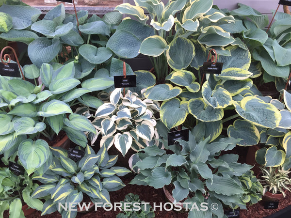 Blue Hostas