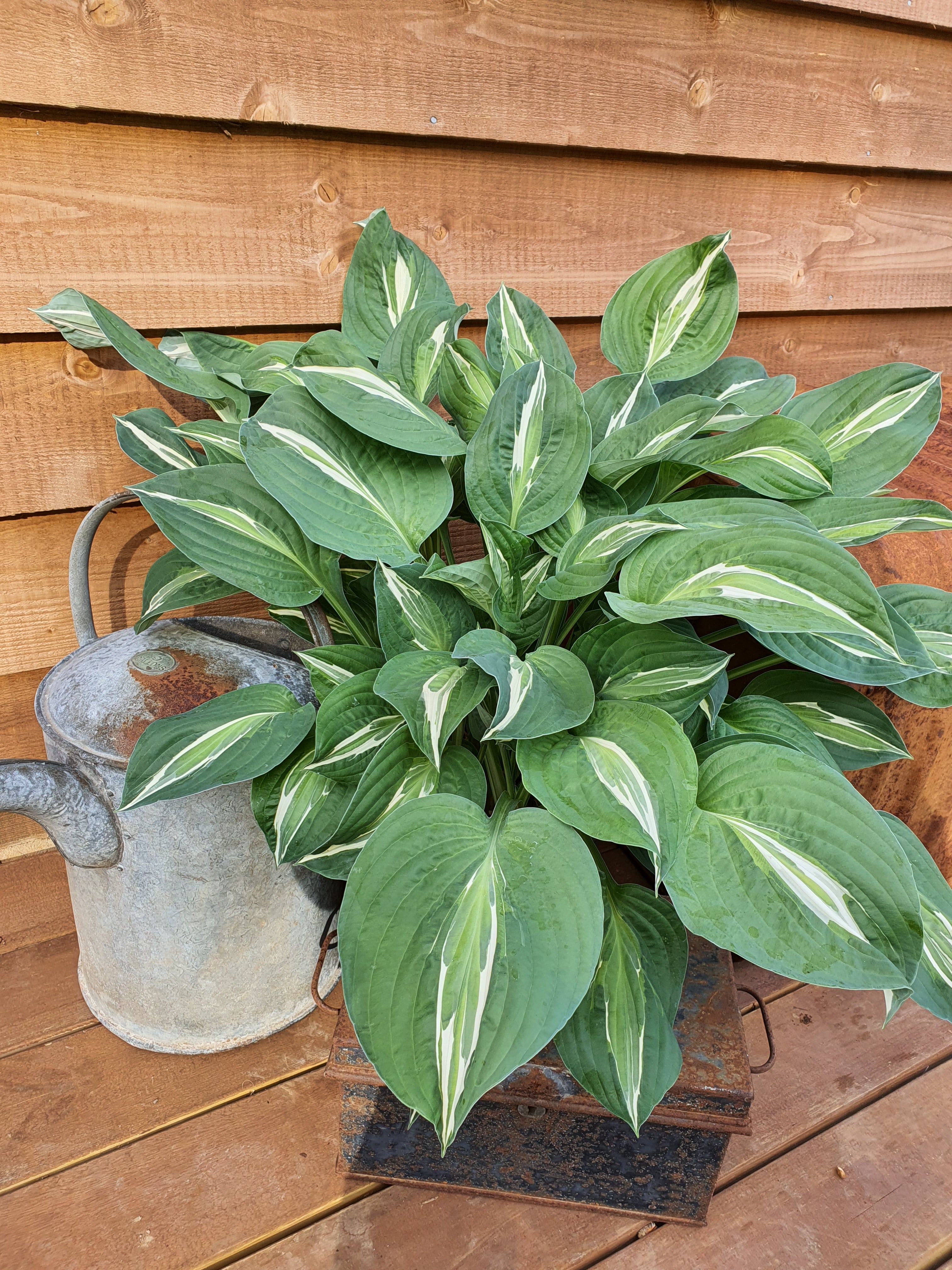 Medium Hostas