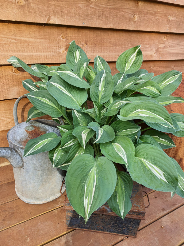Medium Hostas