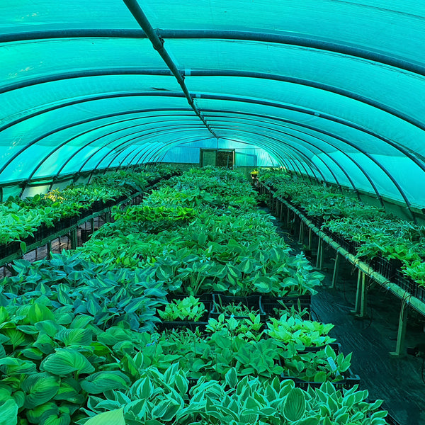Hosta Varieties We Grow