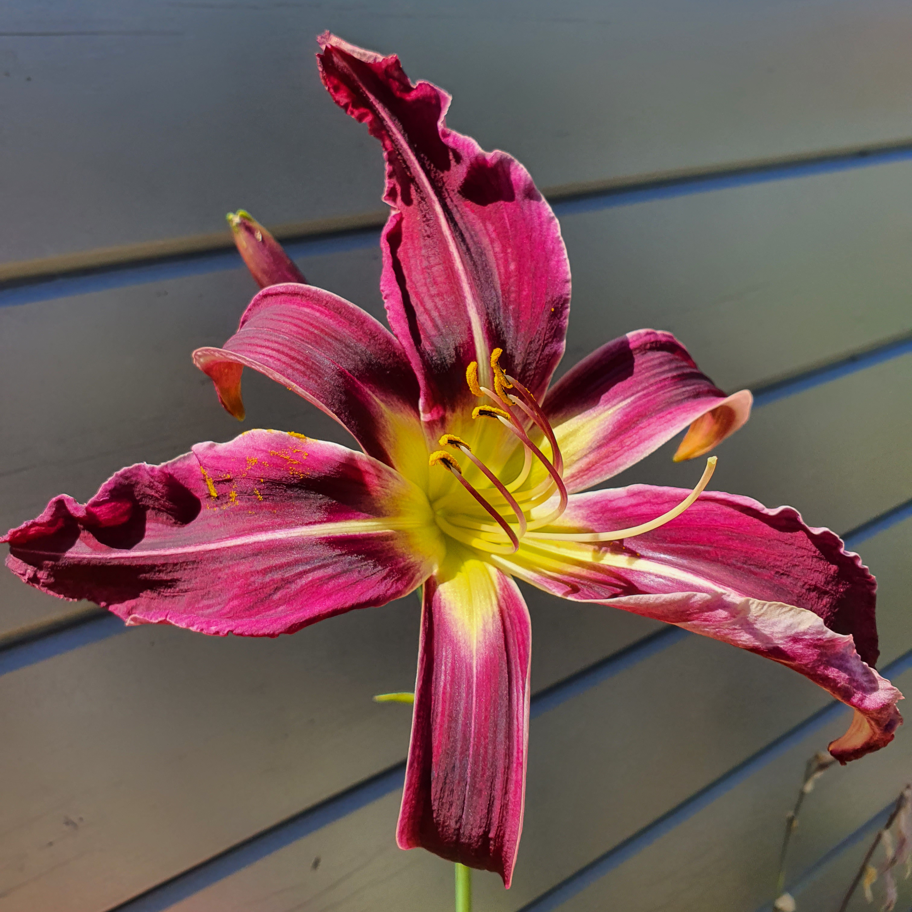 Hemerocallis
