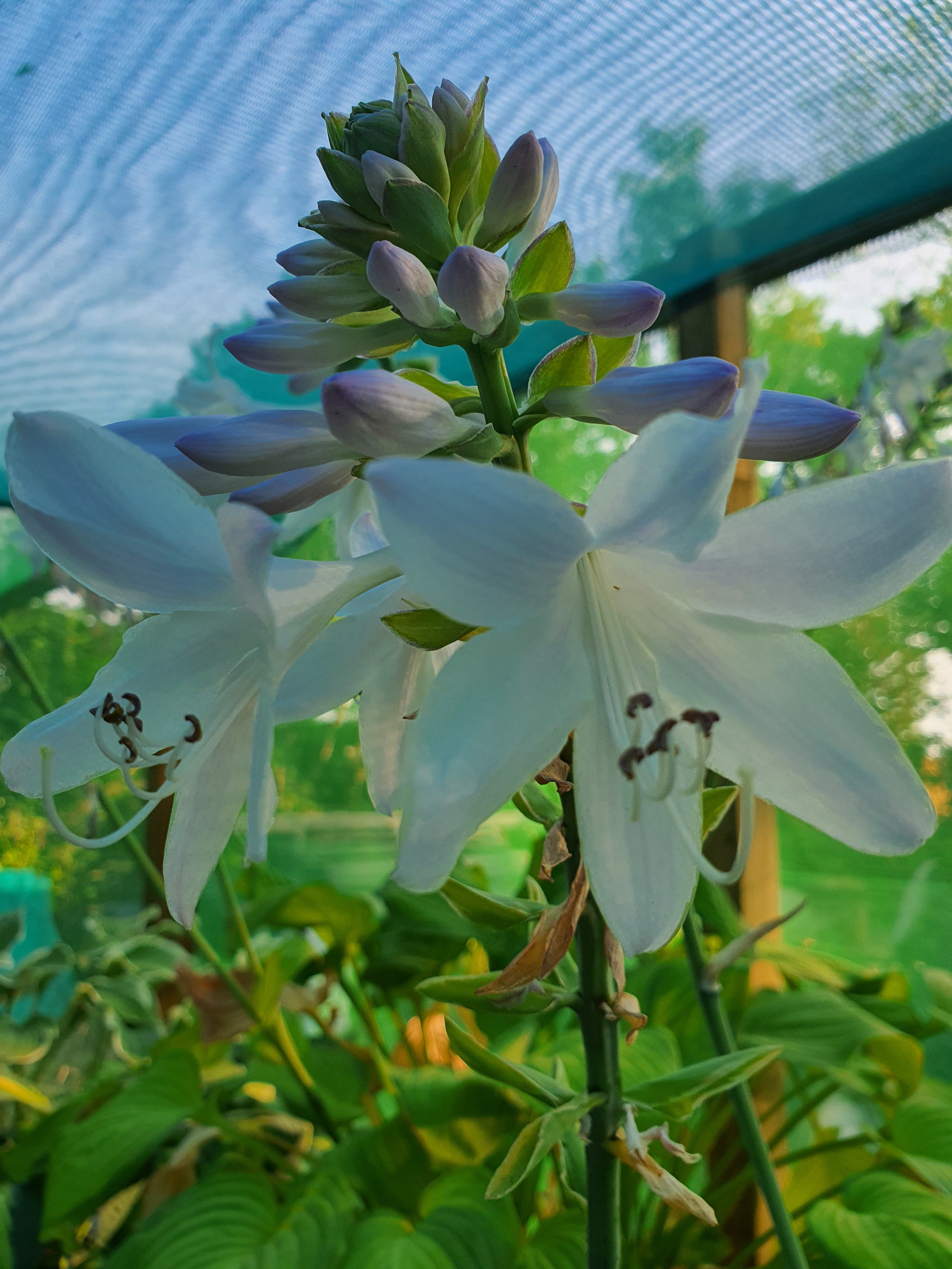 White Flowered Hostas