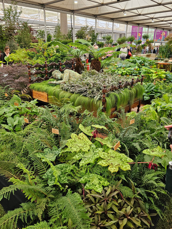 Ferns & Foliage Plants