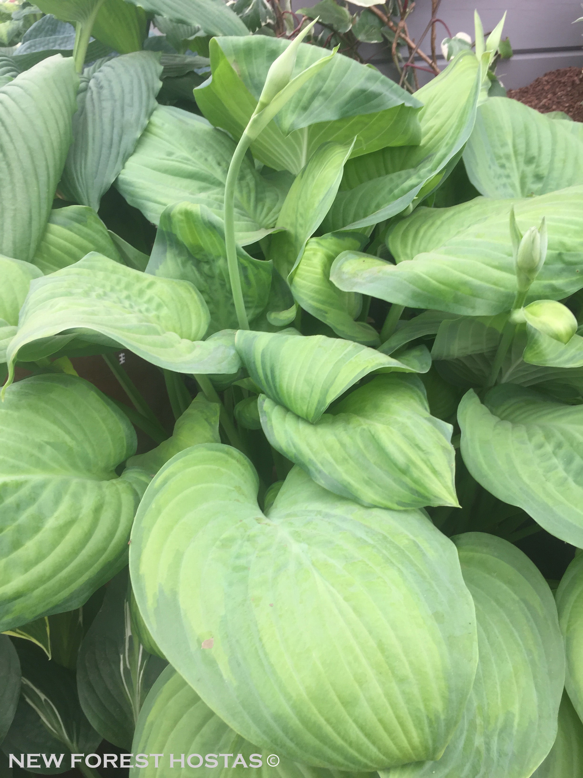 Fragrant Hosta Plants