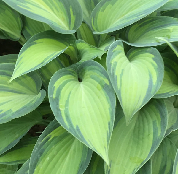 Sun Tolerant Hostas