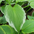 Hosta 'Undulata Albomarginata'