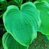 Hosta 'Arc de Triomphe' - New Forest Hostas & Hemerocallis