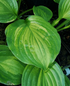 Hosta 'Adorable'