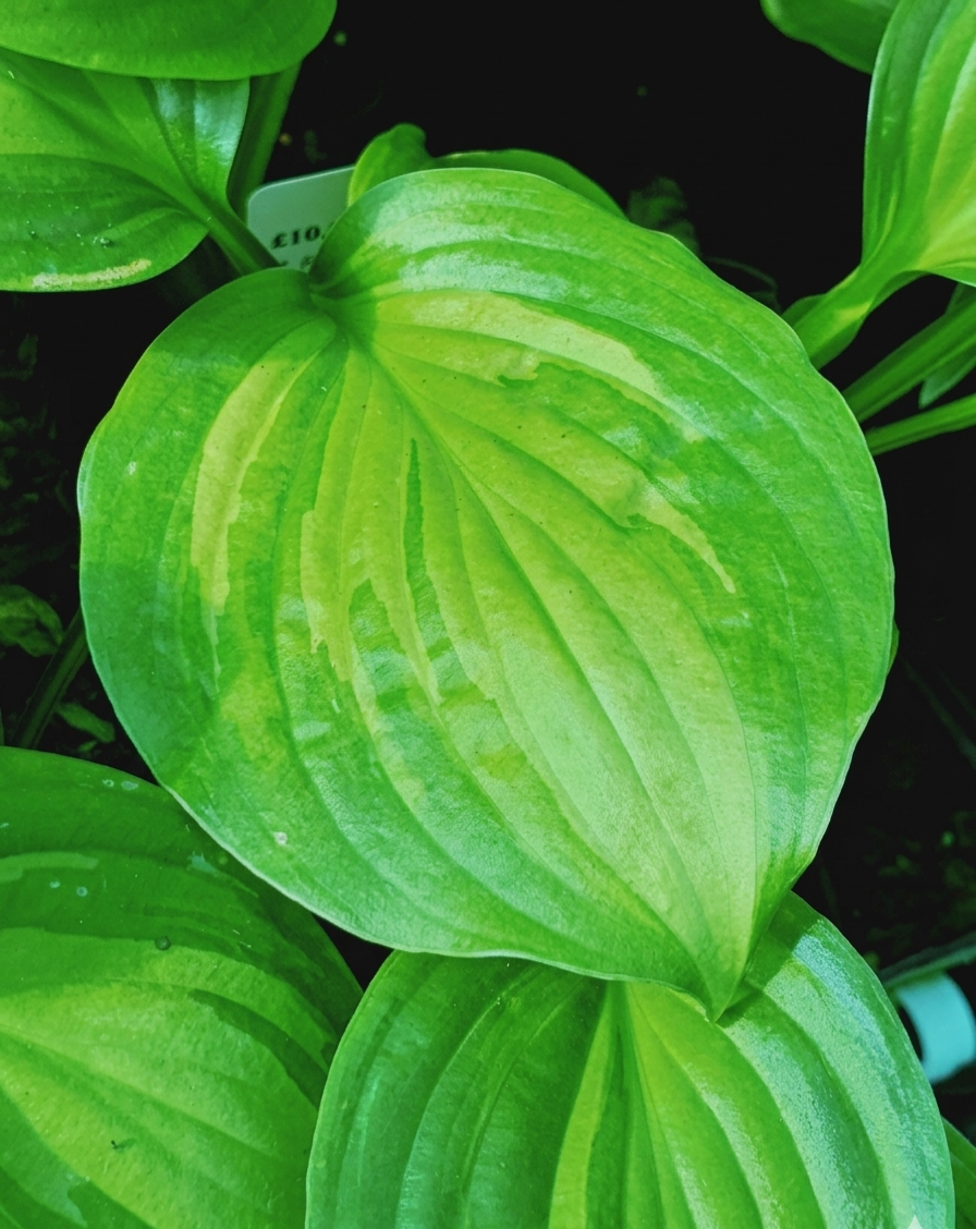 Hosta 'Adorable'