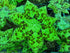 Podophyllum 'Spotty Dotty'