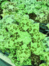 Podophyllum 'Spotty Dotty'
