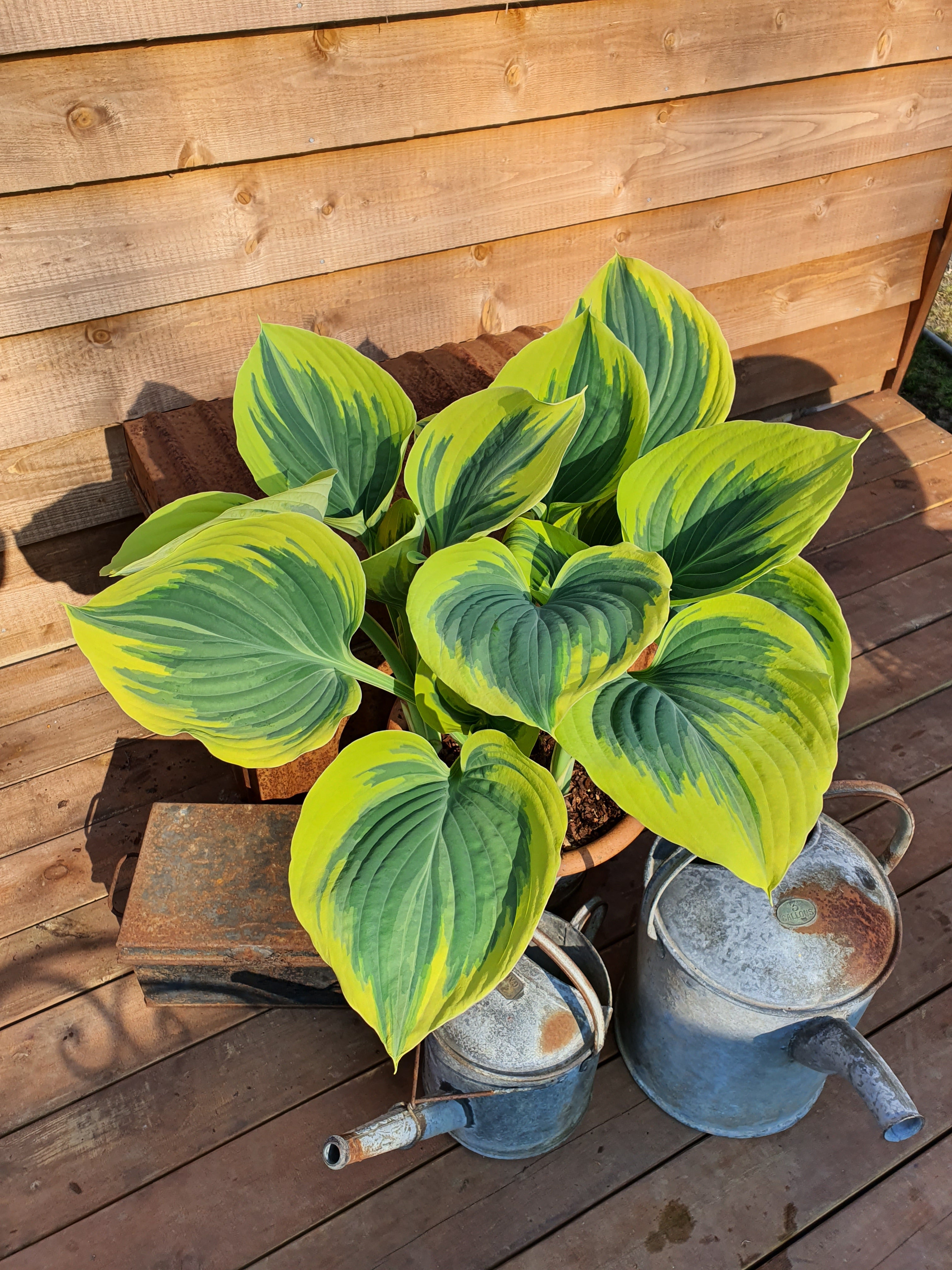 Hosta 'Liberty' - Large Specimen - New Forest Hostas & Hemerocallis