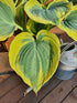 Hosta 'Liberty' - Large Specimen - New Forest Hostas & Hemerocallis