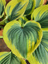 Hosta 'Liberty' - Large Specimen - New Forest Hostas & Hemerocallis