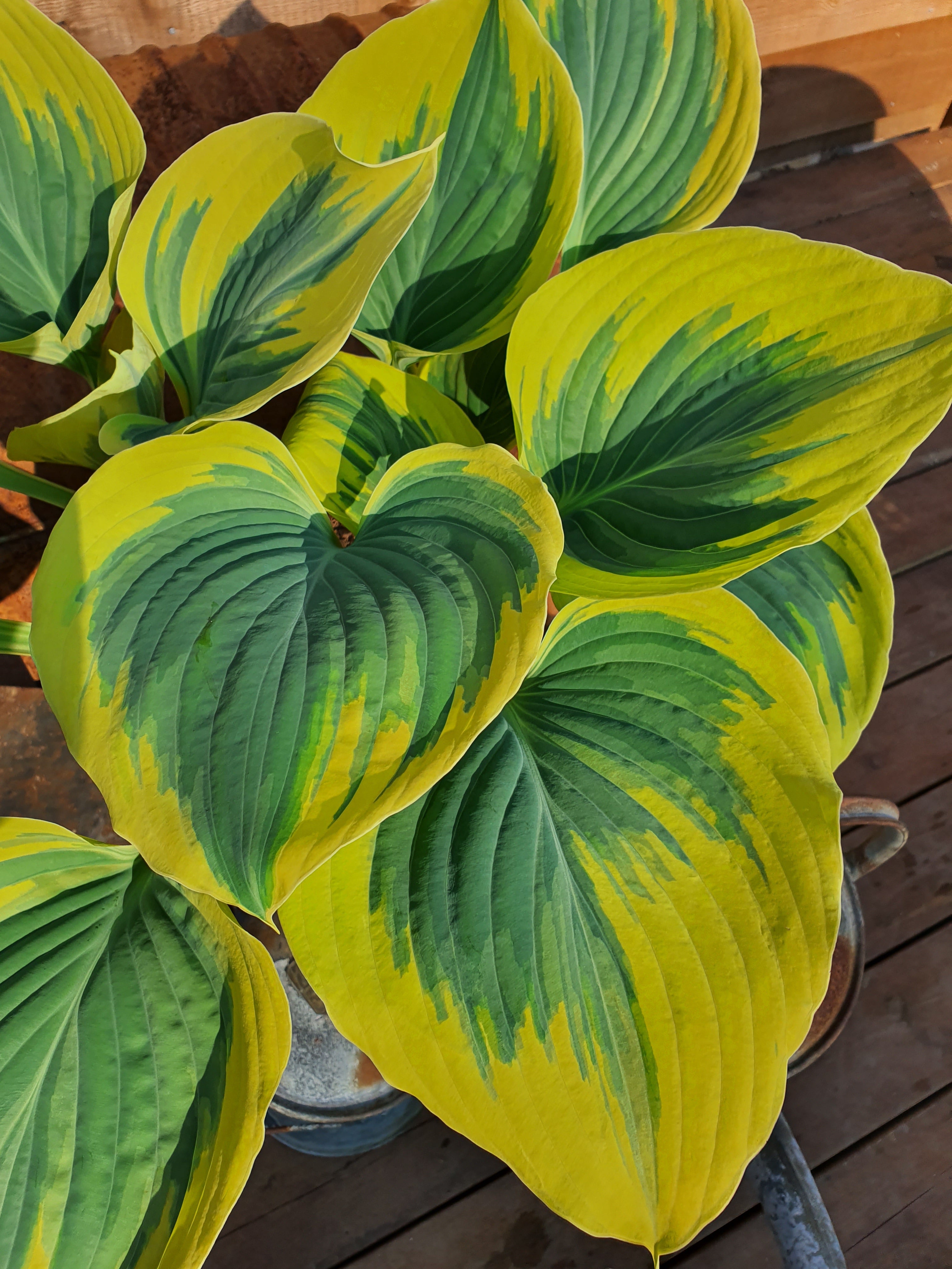 Hosta 'Liberty' - Large Specimen - New Forest Hostas & Hemerocallis