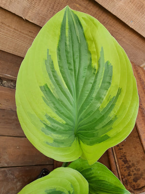 Hosta 'Broadway' - Larger Specimen