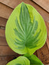 Hosta 'Broadway' - Larger Specimen