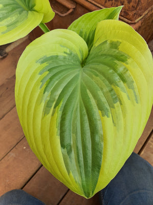 Hosta 'Broadway' - Larger Specimen