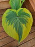 Hosta 'Broadway' - Larger Specimen