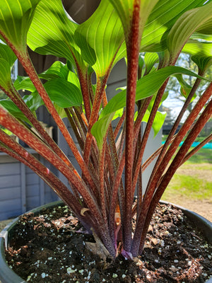 Hosta 'Purple Heart'