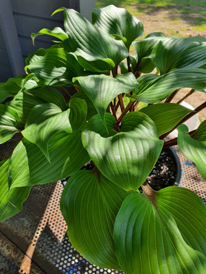 Hosta 'Purple Heart'