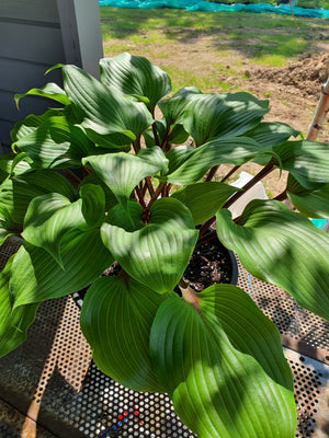 Hosta 'Purple Heart'