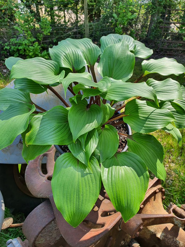 Hosta 'Purple Heart'