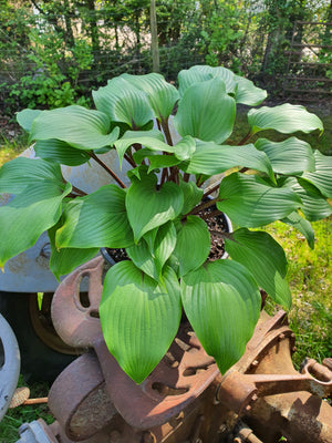 Hosta 'Purple Heart'