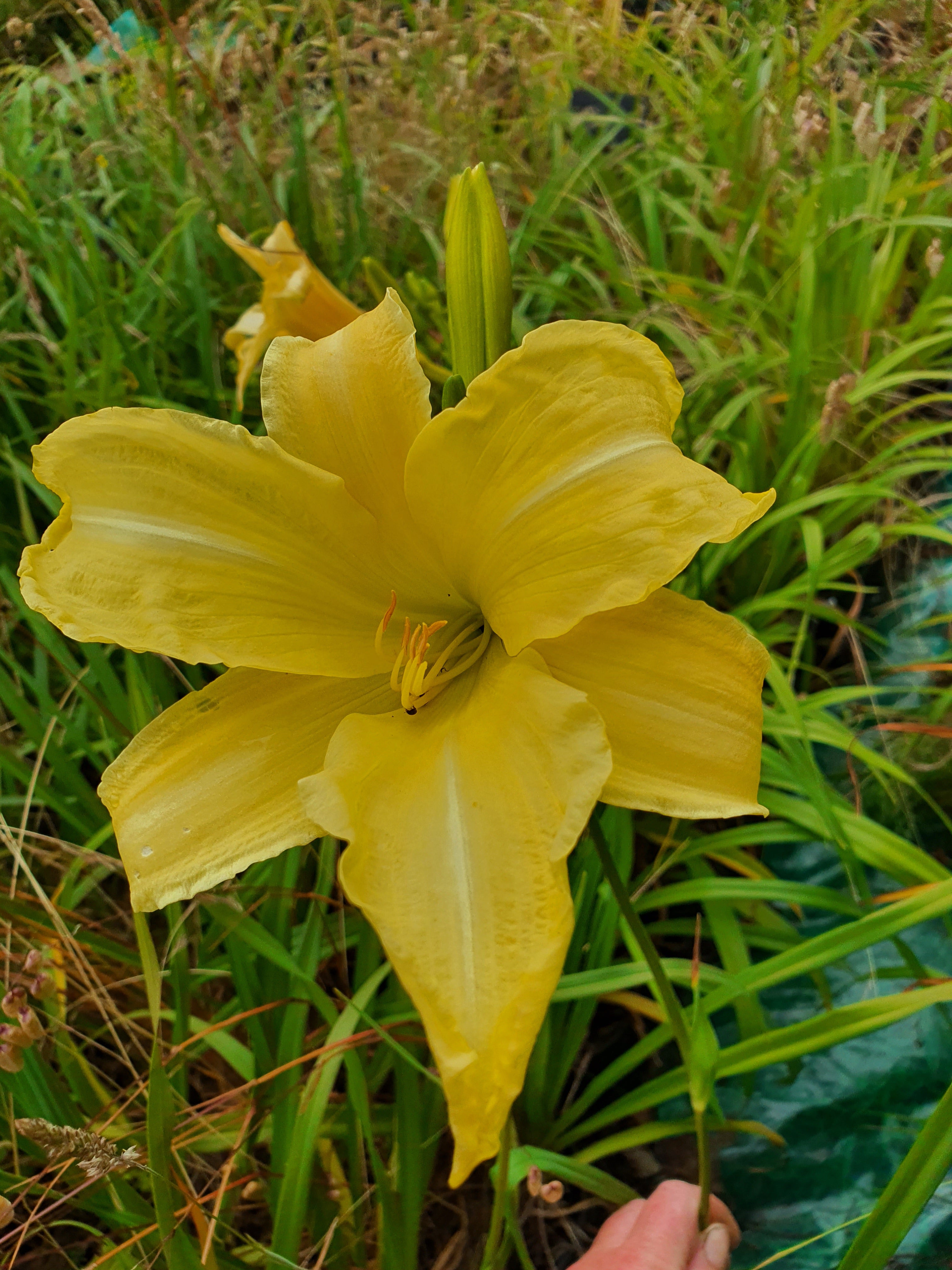 Hemerocallis 'Diamond Dust'