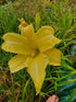 Hemerocallis 'Diamond Dust'