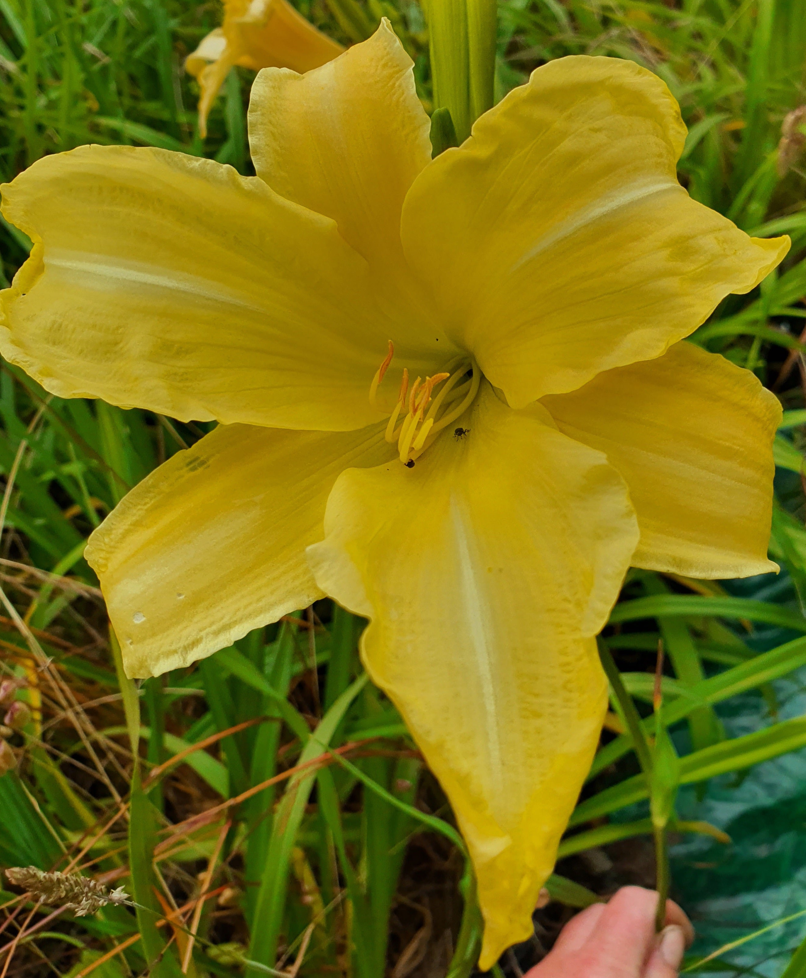 Hemerocallis 'Diamond Dust'
