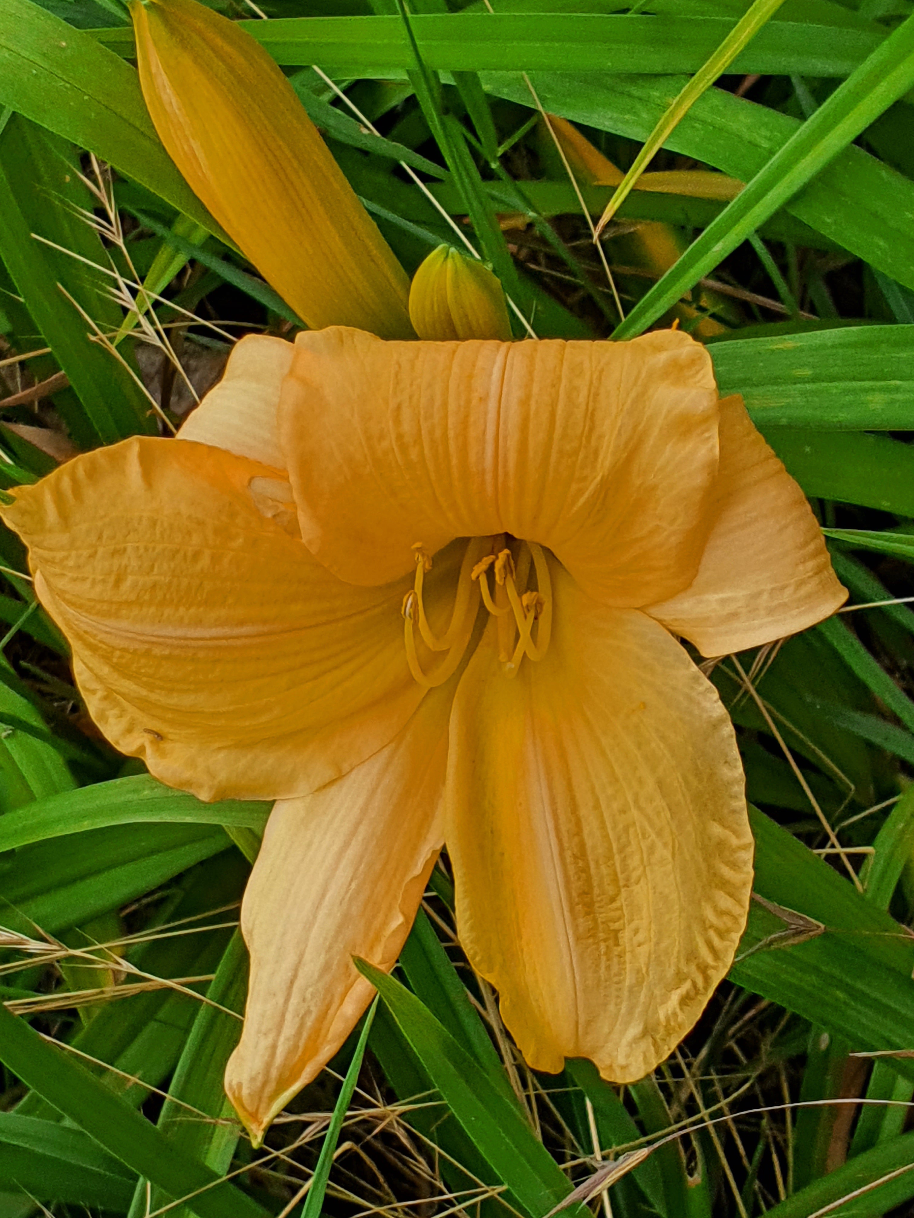 Hemerocallis 'Bunny Puff'