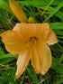 Hemerocallis 'Bunny Puff'