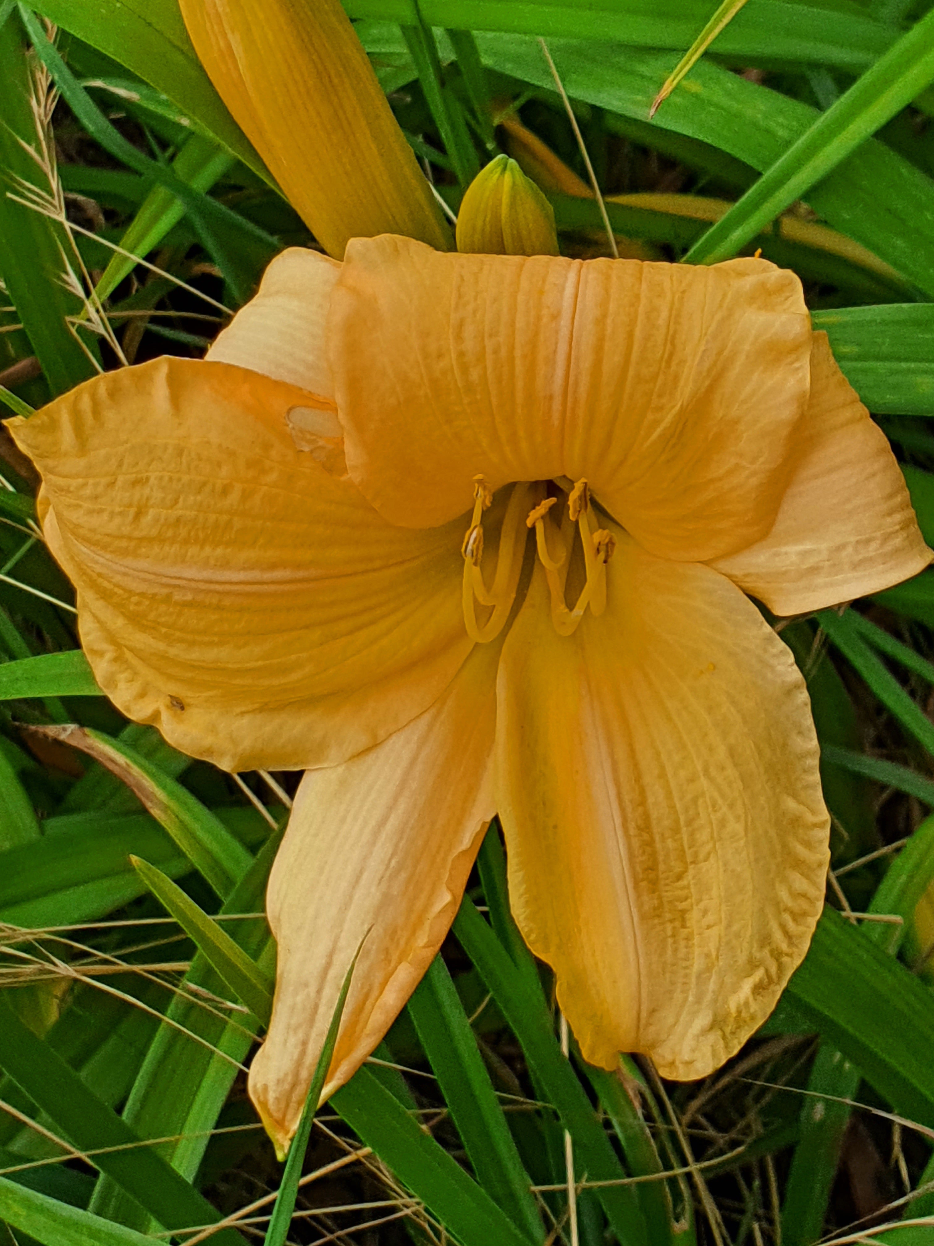 Hemerocallis 'Bunny Puff'