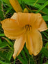 Hemerocallis 'Bunny Puff'
