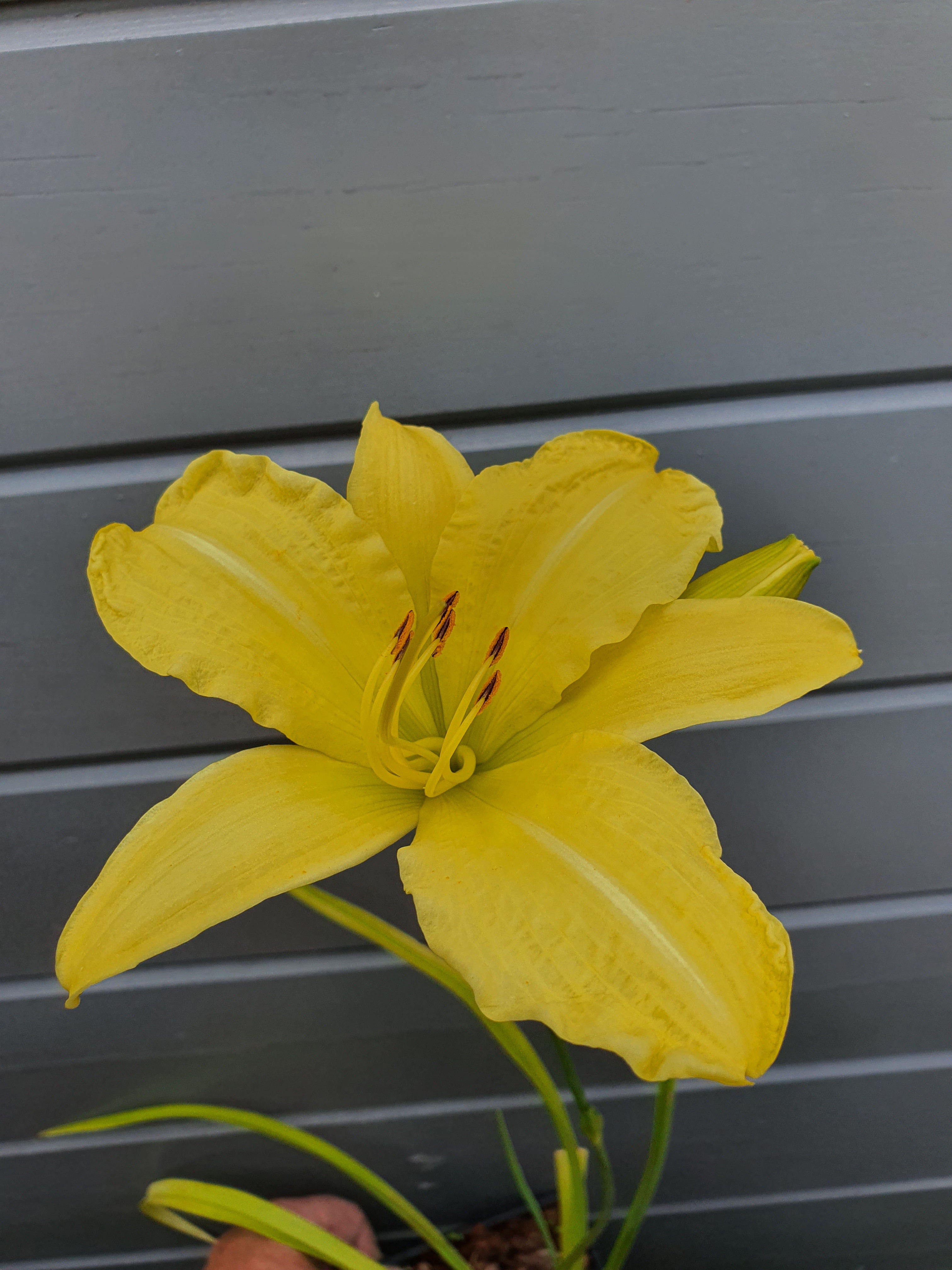 Hemerocallis 'Big Bird'