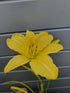 Hemerocallis 'Big Bird'