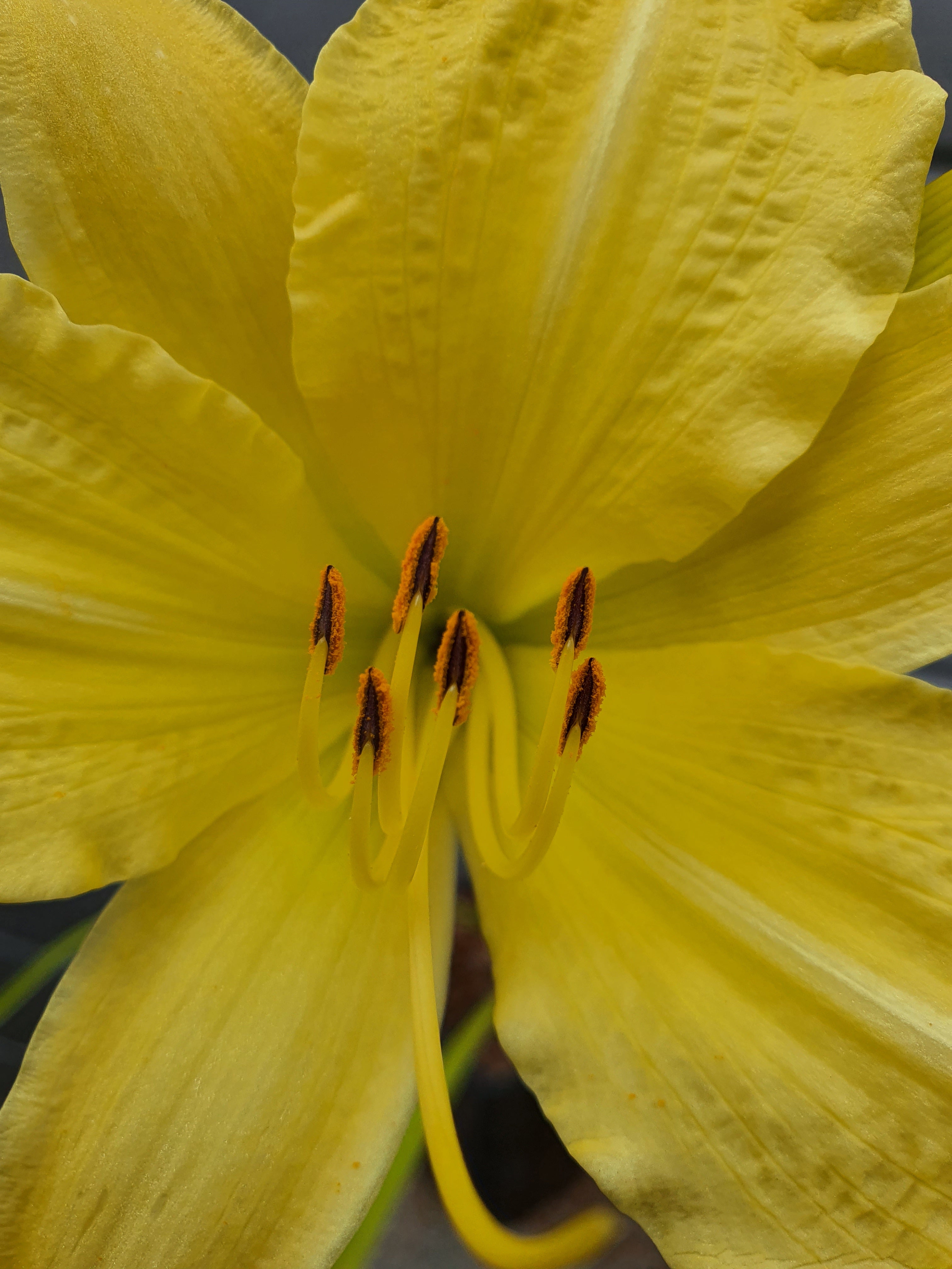 Hemerocallis 'Big Bird'