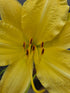 Hemerocallis 'Big Bird'