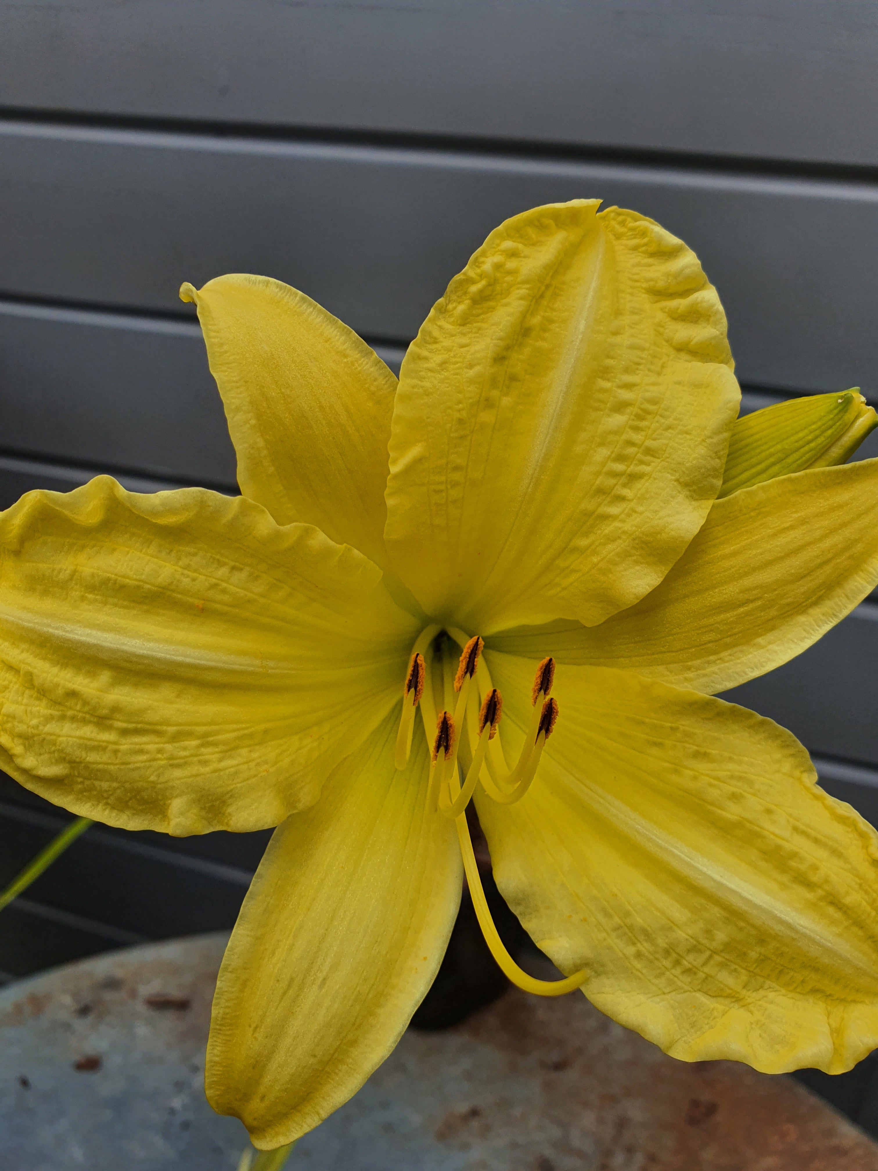 Hemerocallis 'Big Bird'