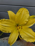 Hemerocallis 'Big Bird'