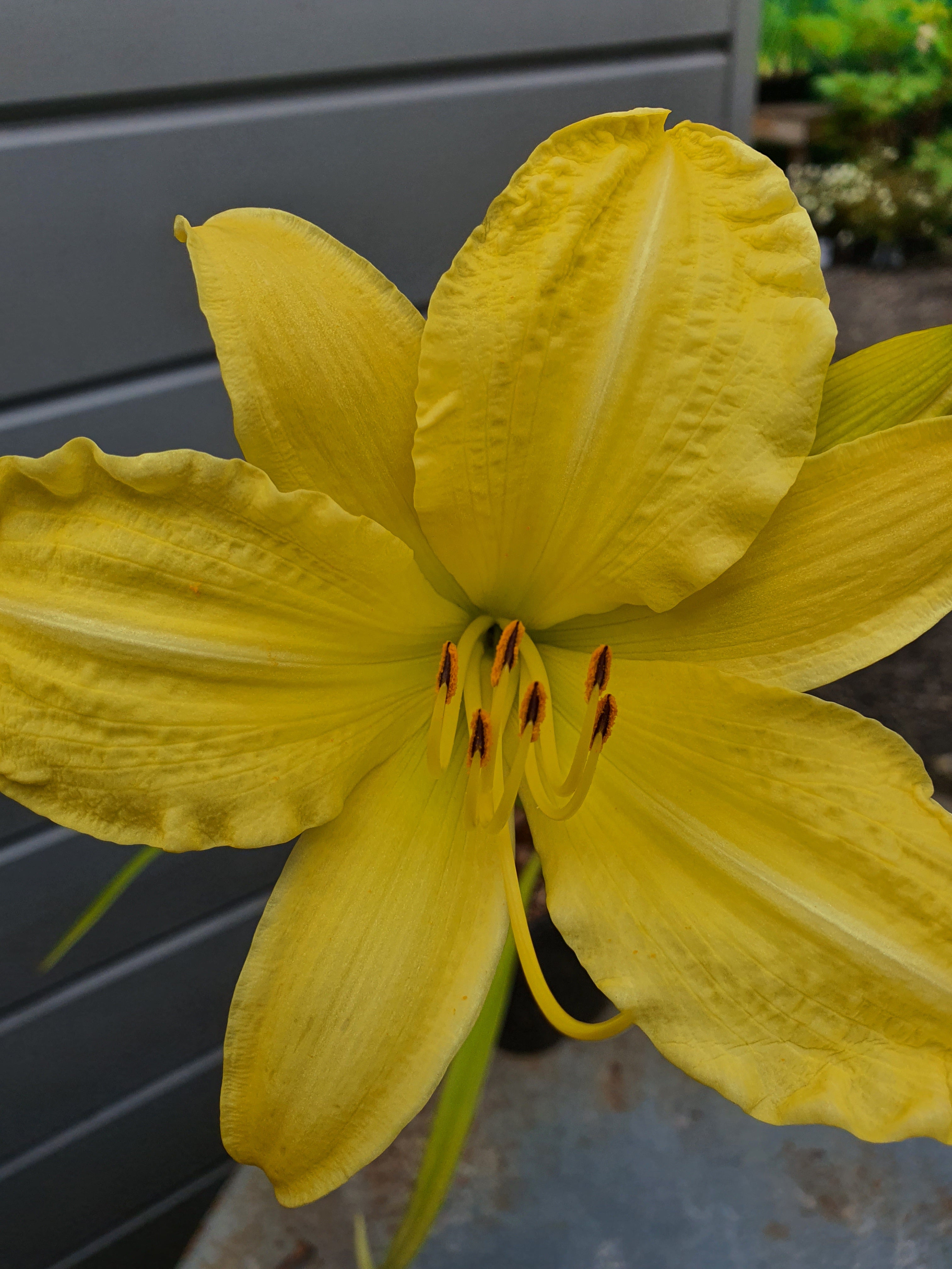 Hemerocallis 'Big Bird'